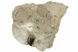 Baby Tyrannosaur Tooth In Sandstone - Judith River Formation #189879-1